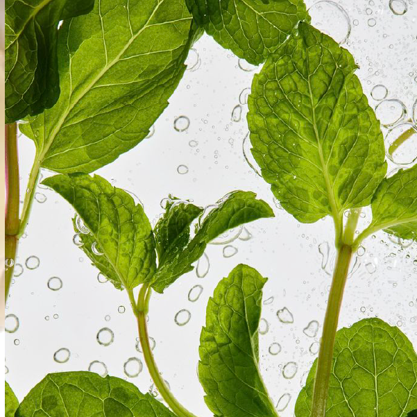 Peppermint Oil